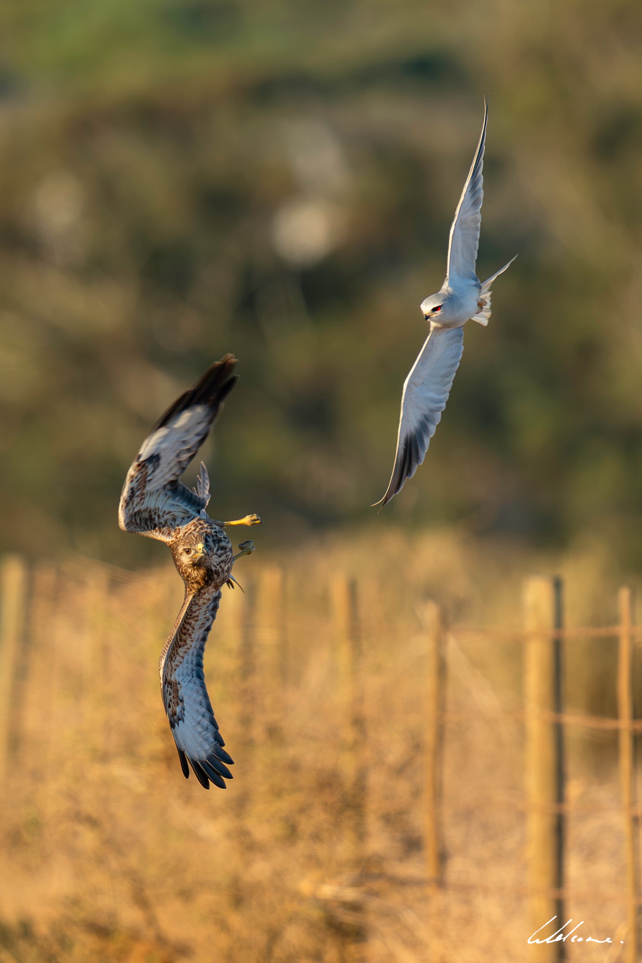 Birding Tours