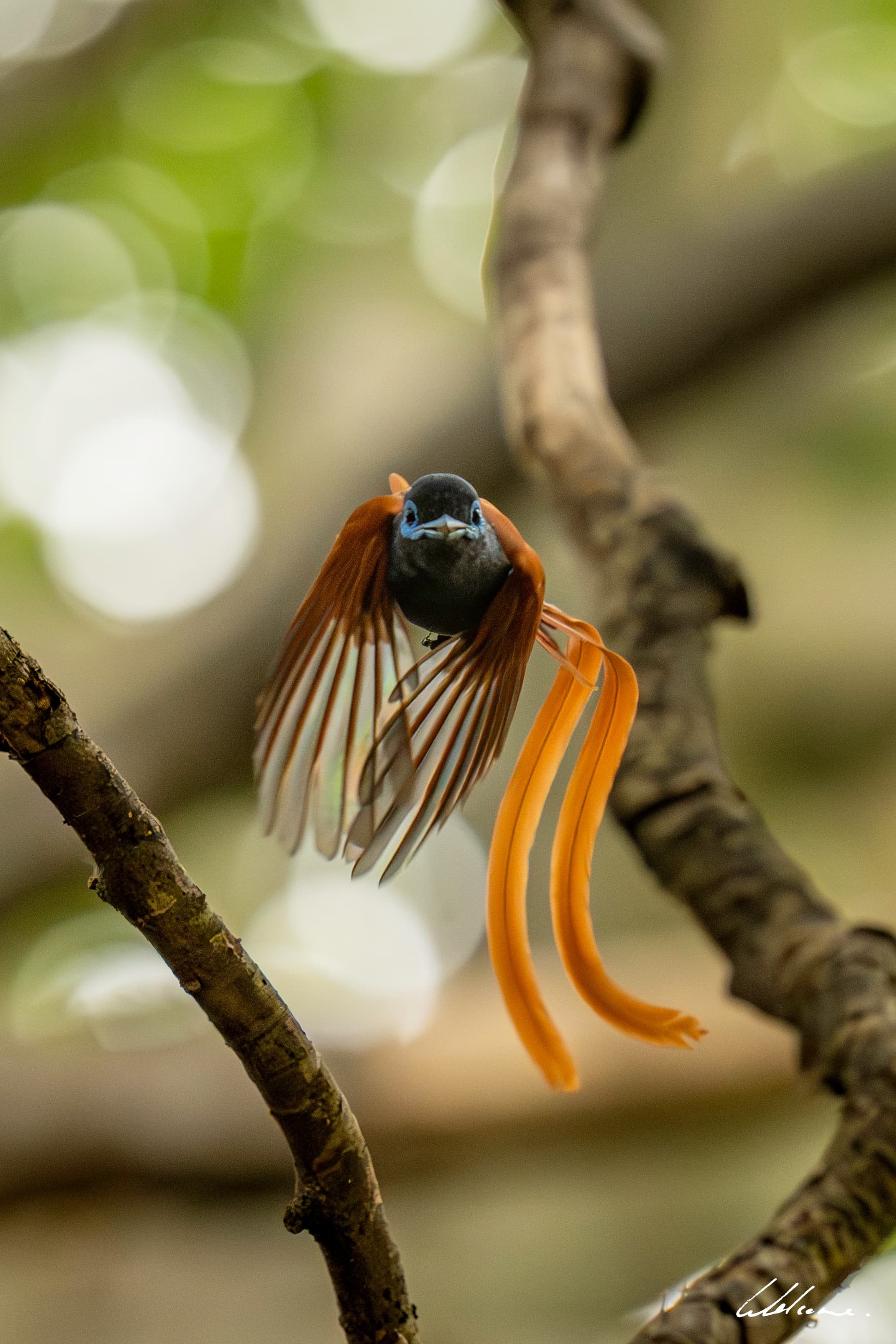 Birding with a Camera